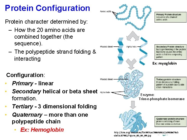 Protein Configuration Protein character determined by: – How the 20 amino acids are combined