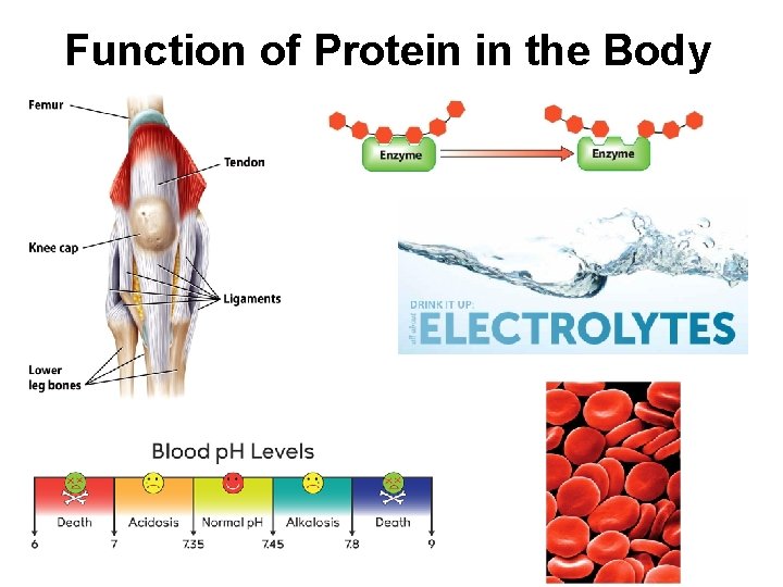 Function of Protein in the Body 