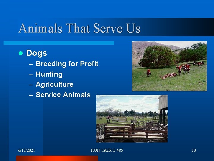 Animals That Serve Us l Dogs – – 6/15/2021 Breeding for Profit Hunting Agriculture