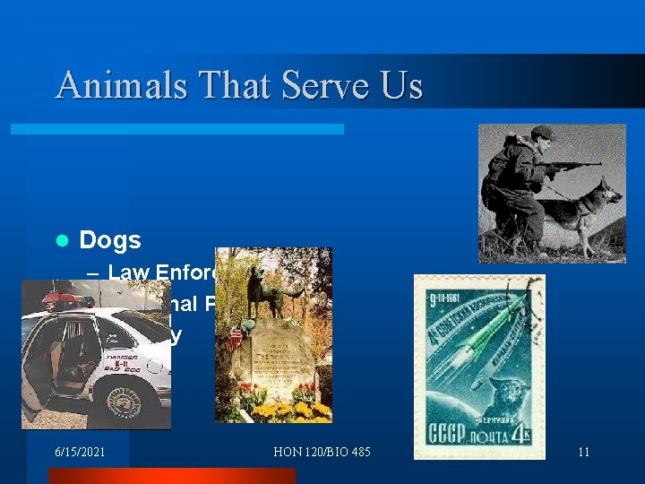 Animals That Serve Us l Dogs – Law Enforcement – Personal Protection – Military