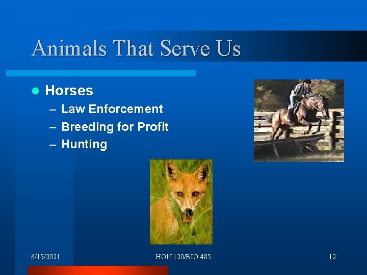Animals That Serve Us l Horses – Law Enforcement – Breeding for Profit –
