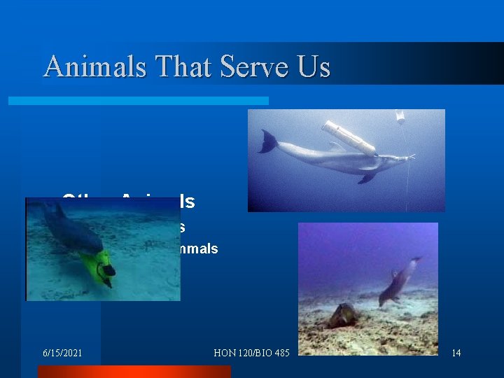 Animals That Serve Us l Other Animals – Military uses • Marine Mammals 6/15/2021