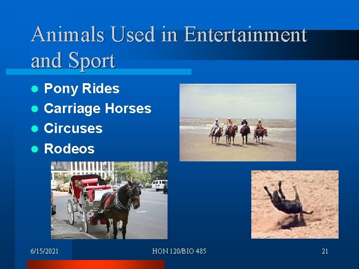 Animals Used in Entertainment and Sport Pony Rides l Carriage Horses l Circuses l