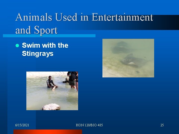 Animals Used in Entertainment and Sport l Swim with the Stingrays 6/15/2021 HON 120/BIO