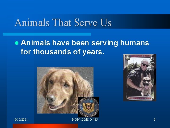 Animals That Serve Us l Animals have been serving humans for thousands of years.