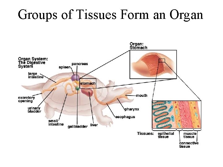 Groups of Tissues Form an Organ  Groups of Tissues Form an Organ