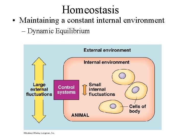 Homeostasis • Maintaining a constant internal environment – Dynamic Equilibrium  Homeostasis • Maintaining a constant internal environment – Dynamic Equilibrium