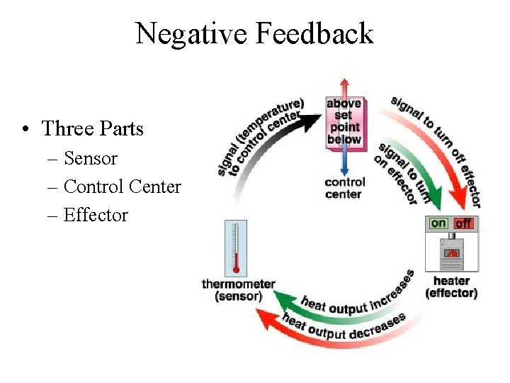 Negative Feedback • Three Parts – Sensor – Control Center – Effector  Negative Feedback • Three Parts – Sensor – Control Center – Effector