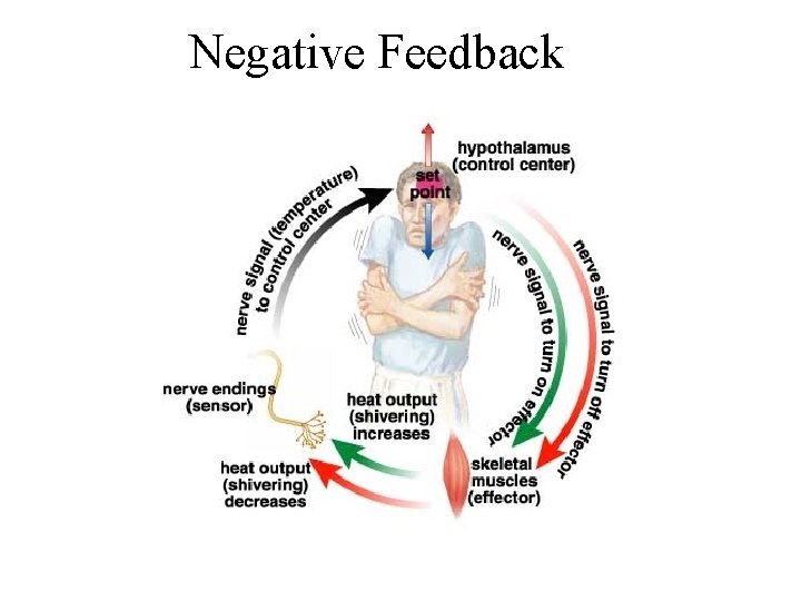 Negative Feedback  Negative Feedback