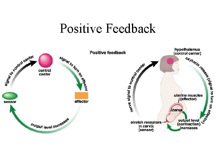 Positive Feedback  Positive Feedback