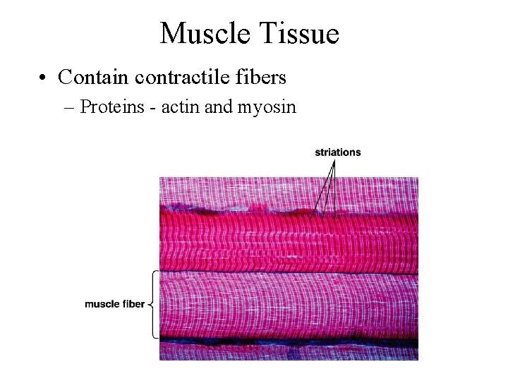 Muscle Tissue • Contain contractile fibers – Proteins - actin and myosin  Muscle Tissue • Contain contractile fibers – Proteins - actin and myosin