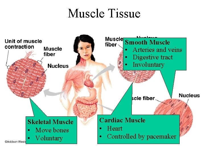 Muscle Tissue Smooth Muscle • Arteries and veins • Digestive tract • Involuntary Skeletal Muscle Tissue Smooth Muscle • Arteries and veins • Digestive tract • Involuntary Skeletal