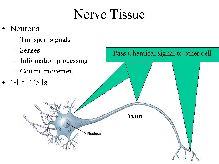 Nerve Tissue • Neurons – – Transport signals Senses Information processing Control movement Transmit Nerve Tissue • Neurons – – Transport signals Senses Information processing Control movement Transmit
