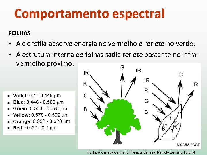 Comportamento espectral FOLHAS A clorofila absorve energia no vermelho e reflete no verde; §