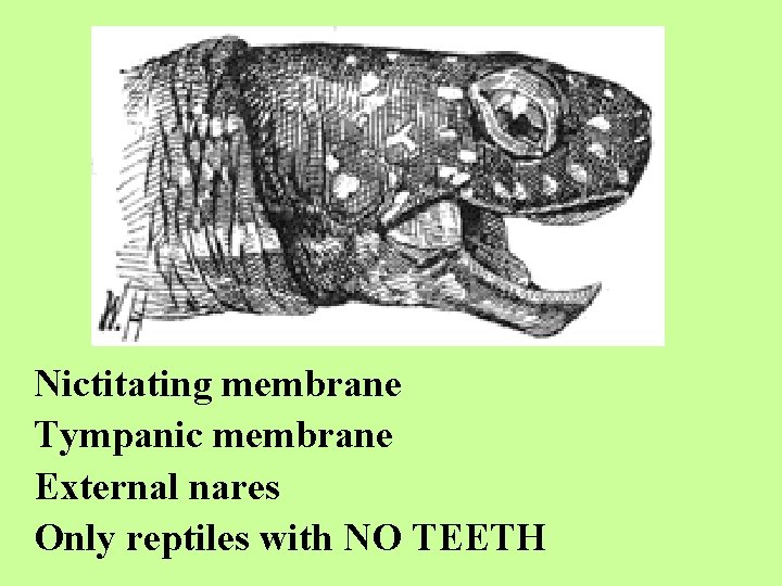 Nictitating membrane Tympanic membrane External nares Only reptiles with NO TEETH 