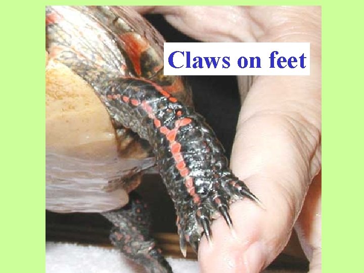 Claws on feet 