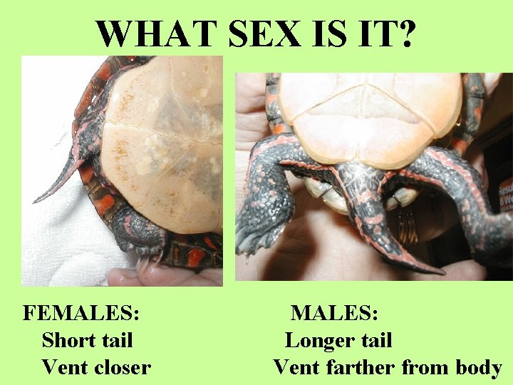 WHAT SEX IS IT? FEMALES: Short tail Vent closer MALES: Longer tail Vent farther