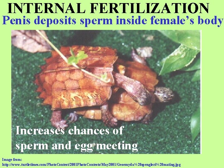INTERNAL FERTILIZATION Penis deposits sperm inside female’s body Increases chances of sperm and egg