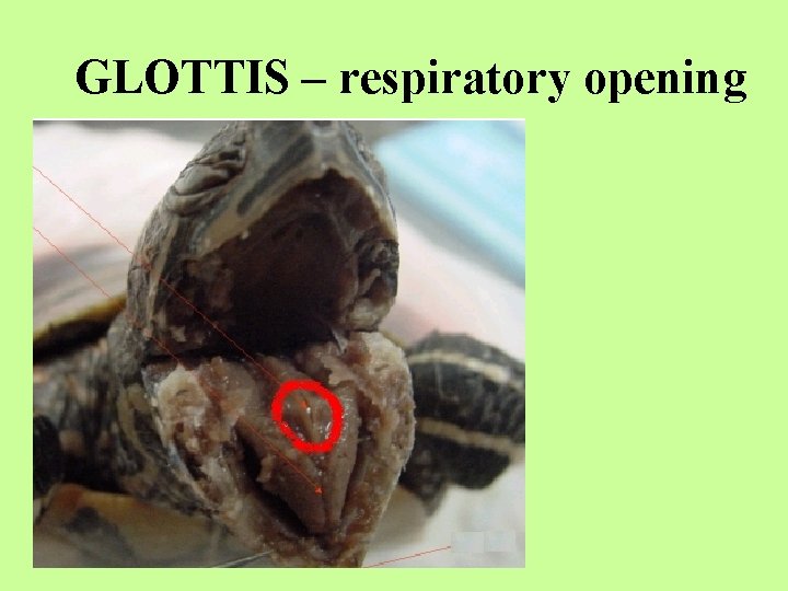 GLOTTIS – respiratory opening 