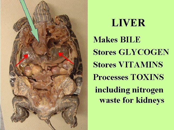 LIVER Makes BILE Stores GLYCOGEN Stores VITAMINS Processes TOXINS including nitrogen waste for kidneys