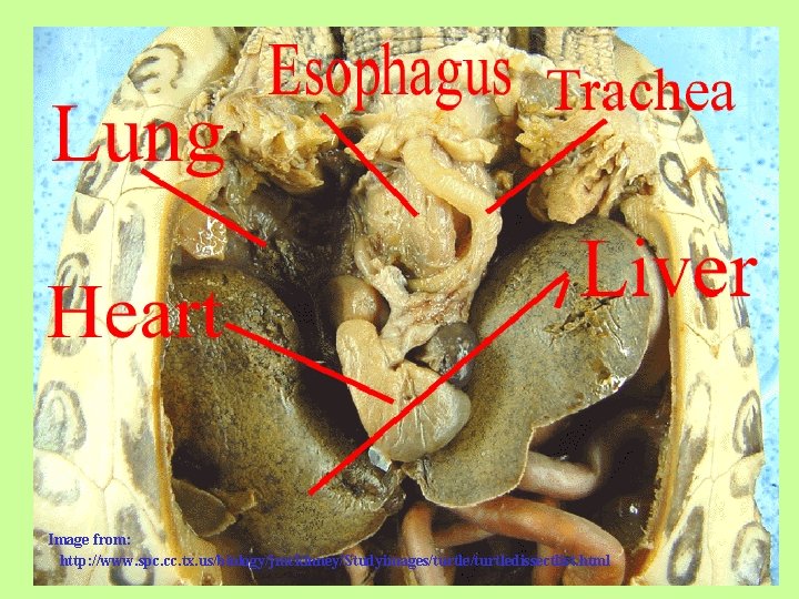 Image from: http: //www. spc. cc. tx. us/biology/jmckinney/Studyimages/turtledissectlist. html 