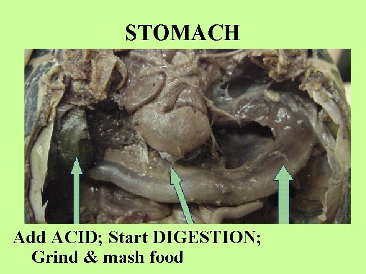 STOMACH Add ACID; Start DIGESTION; Grind & mash food 