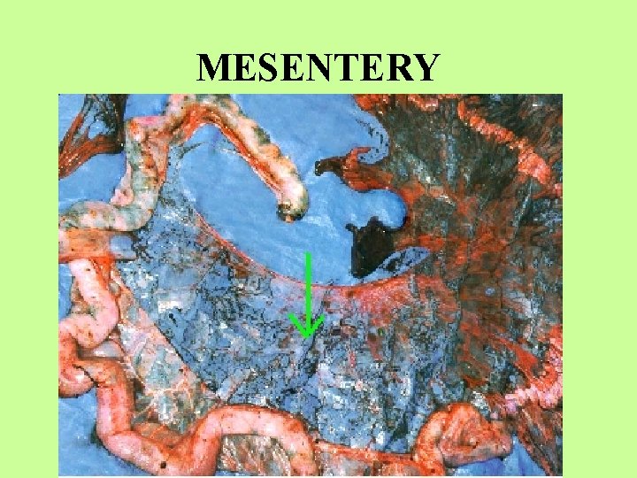 MESENTERY 