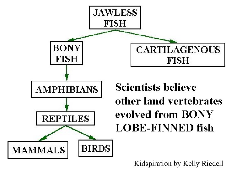 Scientists believe other land vertebrates evolved from BONY LOBE-FINNED fish Kidspiration by Kelly Riedell