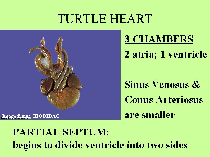 TURTLE HEART 3 CHAMBERS 2 atria; 1 ventricle Image from: BIODIDAC Sinus Venosus &