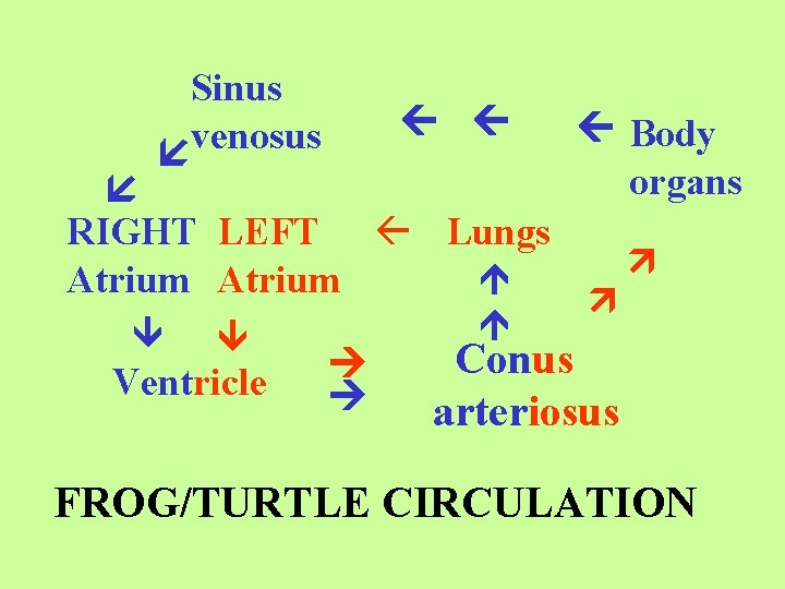 Sinus venosus RIGHT LEFT Lungs Atrium Ventricle Body organs Conus arteriosus FROG/TURTLE CIRCULATION 
