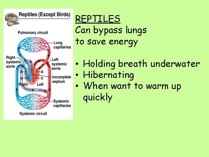 REPTILES Can bypass lungs to save energy • Holding breath underwater • Hibernating •