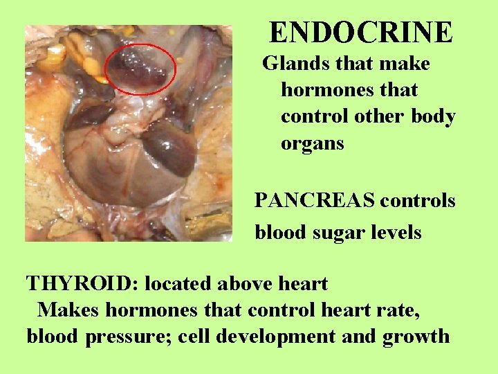 ENDOCRINE Glands that make hormones that control other body organs PANCREAS controls blood sugar