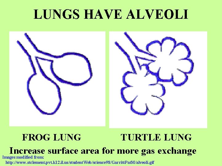 LUNGS HAVE ALVEOLI FROG LUNG TURTLE LUNG Increase surface area for more gas exchange