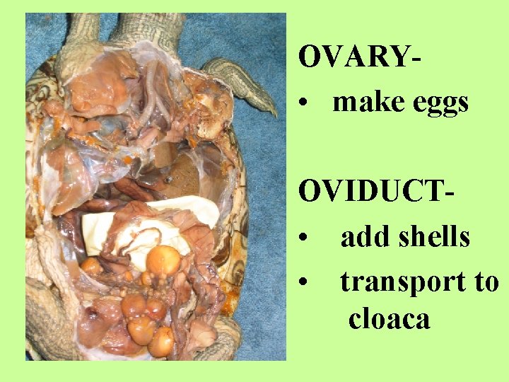 OVARY • make eggs OVIDUCT • add shells • transport to cloaca 