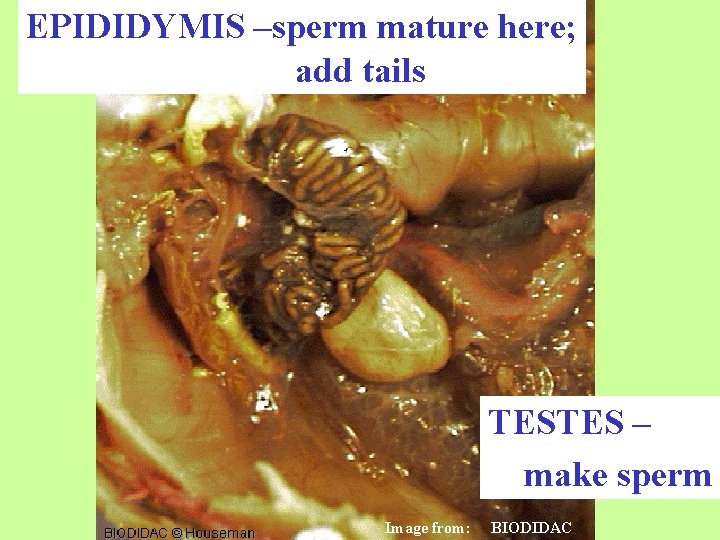 EPIDIDYMIS –sperm mature here; add tails TESTES – make sperm Image from: BIODIDAC 