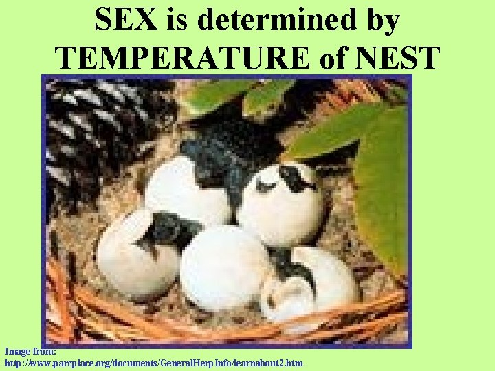 SEX is determined by TEMPERATURE of NEST Image from: http: //www. parcplace. org/documents/General. Herp.