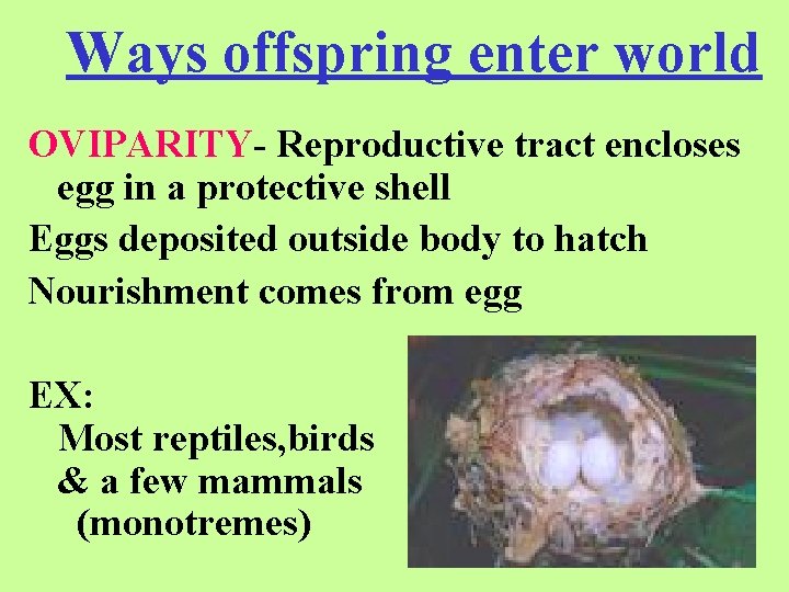 Ways offspring enter world OVIPARITY- Reproductive tract encloses egg in a protective shell Eggs