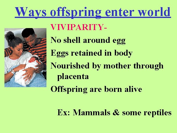 Ways offspring enter world VIVIPARITYNo shell around egg Eggs retained in body Nourished by