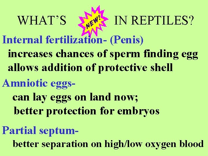 WHAT’S IN REPTILES? Internal fertilization- (Penis) increases chances of sperm finding egg allows addition