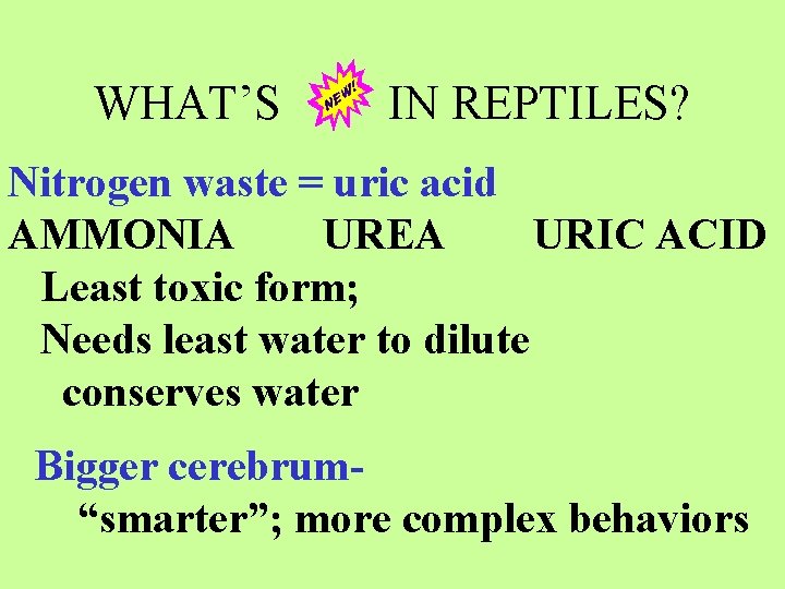 WHAT’S IN REPTILES? Nitrogen waste = uric acid AMMONIA UREA URIC ACID Least toxic