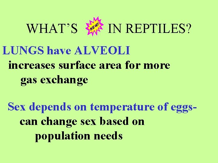 WHAT’S IN REPTILES? LUNGS have ALVEOLI increases surface area for more gas exchange Sex