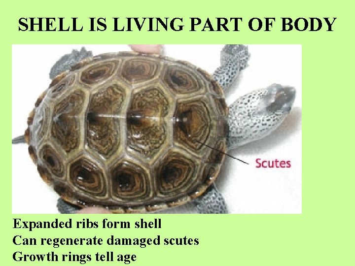 SHELL IS LIVING PART OF BODY Expanded ribs form shell Can regenerate damaged scutes