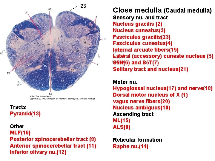 23 Close medulla (Caudal medulla) Sensory nu. and tract Nucleus gracilis (2) Nucleus cuneatus(3)