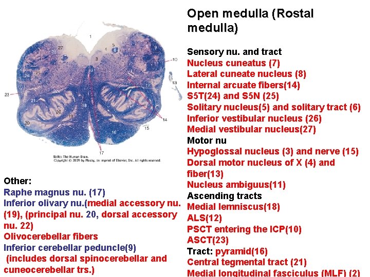 Open medulla (Rostal medulla) Sensory nu. and tract Nucleus cuneatus (7) Lateral cuneate nucleus