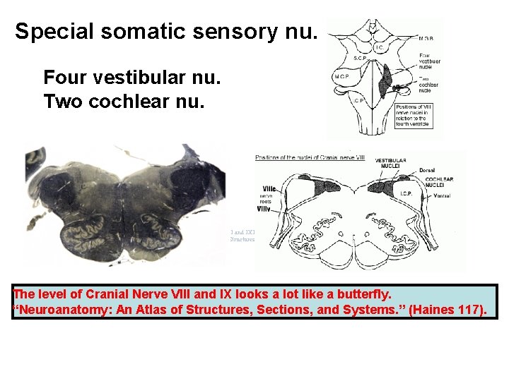 Special somatic sensory nu. Four vestibular nu. Two cochlear nu. The level of Cranial