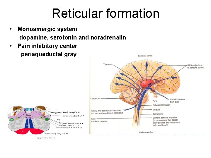 Reticular formation • Monoamergic system dopamine, serotonin and noradrenalin • Pain inhibitory center periaqueductal
