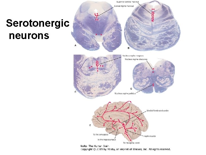 Serotonergic neurons 