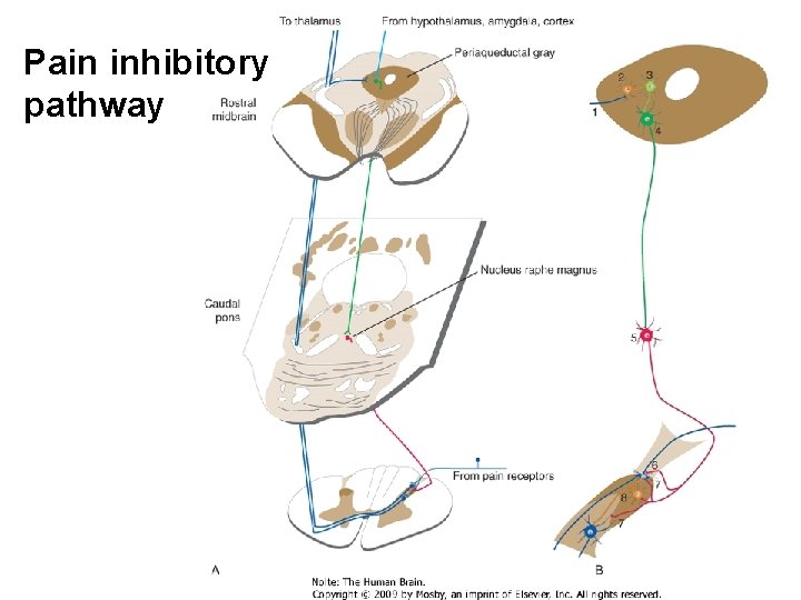 Pain inhibitory pathway 
