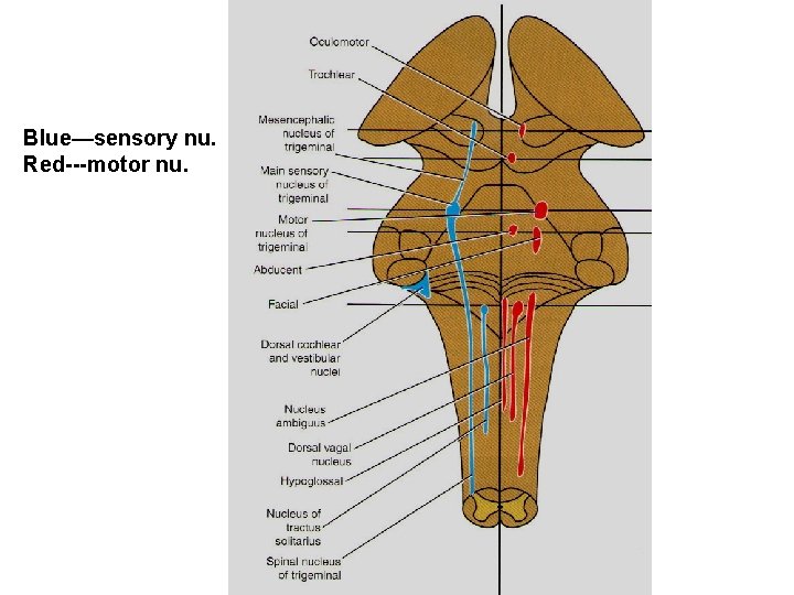 Blue—sensory nu. Red---motor nu. 
