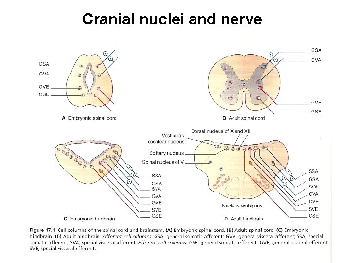 Cranial nuclei and nerve 